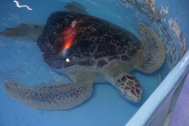 A sea tutle.