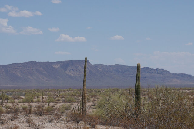 A cactus in the desert.